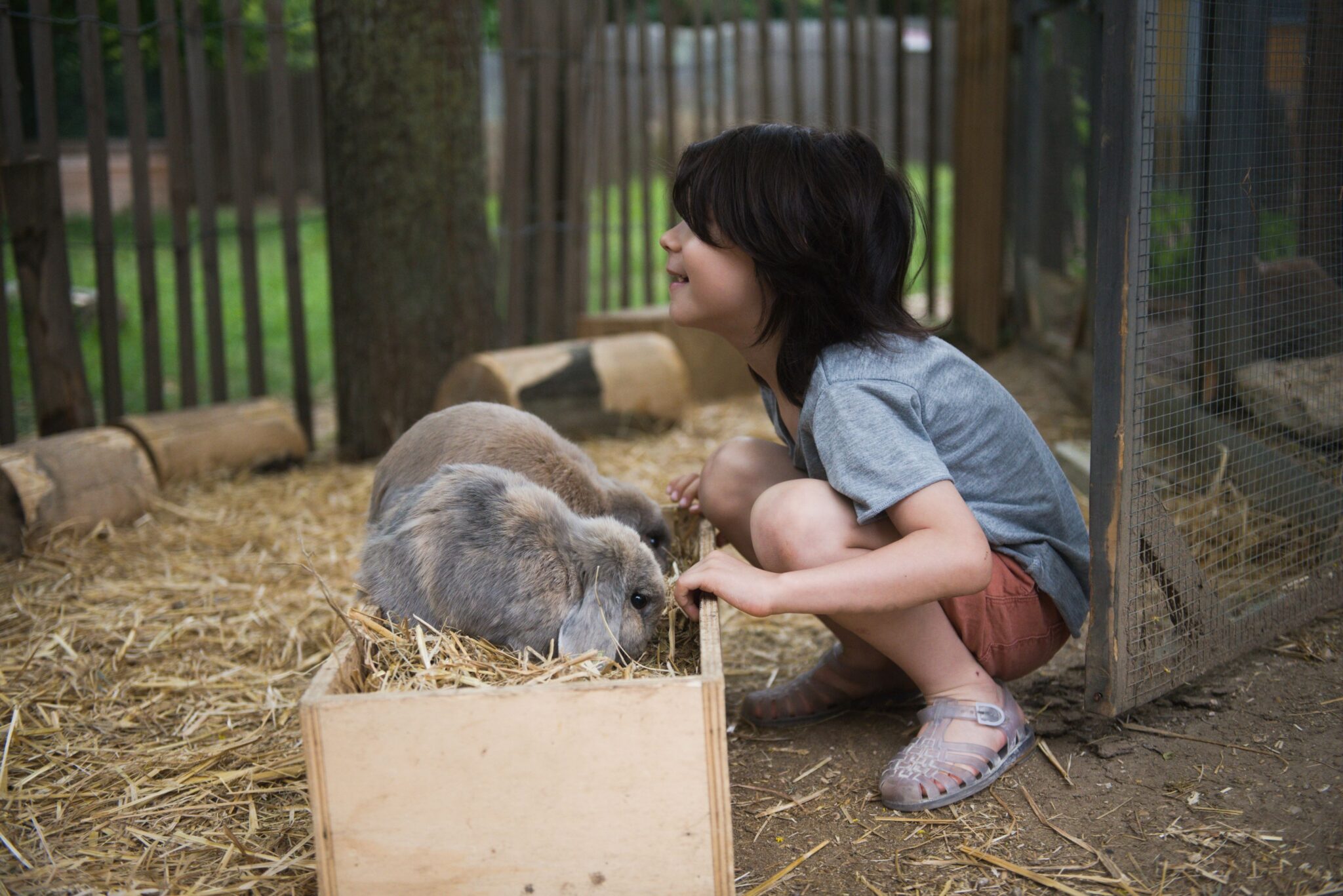 Atelier pédagogique Les Petits Éthologues à la Ferme de la Villette : un enfant observe et nourrit des lapins dans leur enclos.