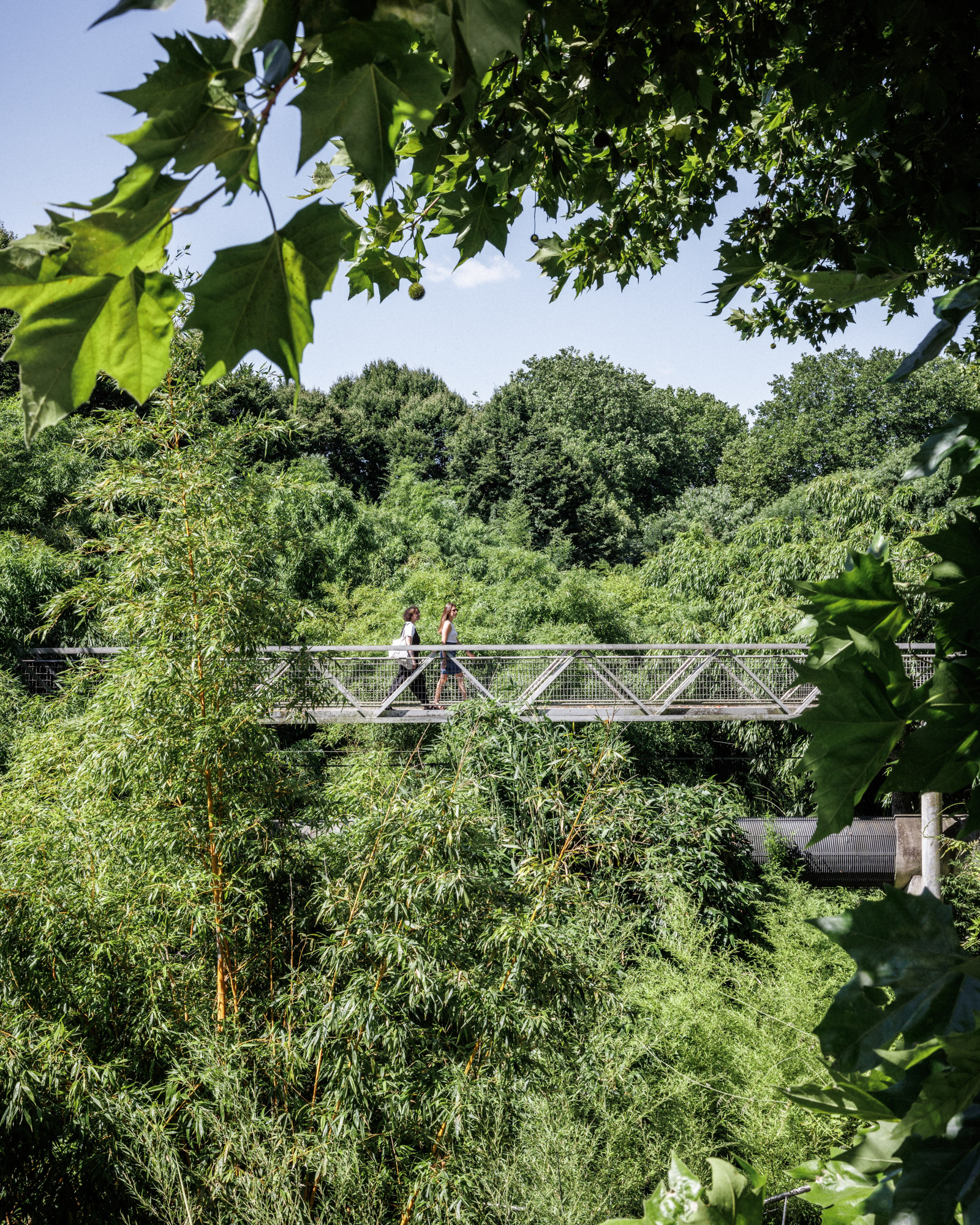 Jardin des bambous dans le parc de la Villette