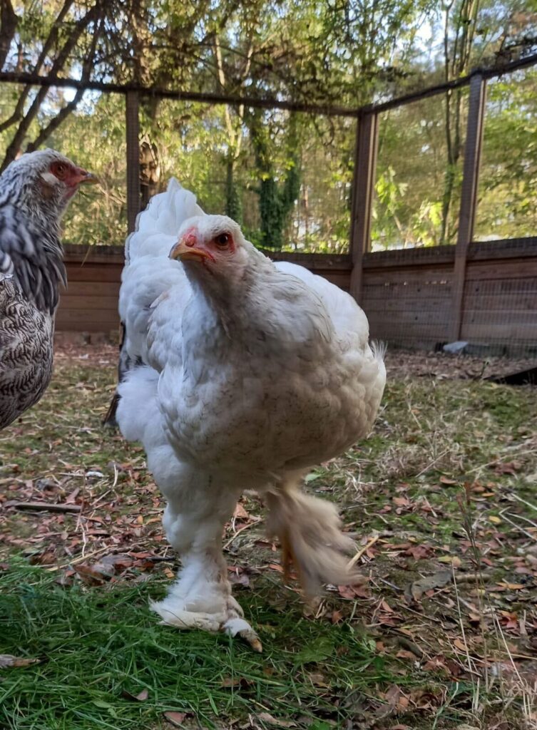 Poule pondeuse à la ferme de la Villette, Paris