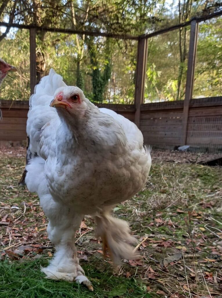 Poule pondeuse à la ferme de la Villette, Paris