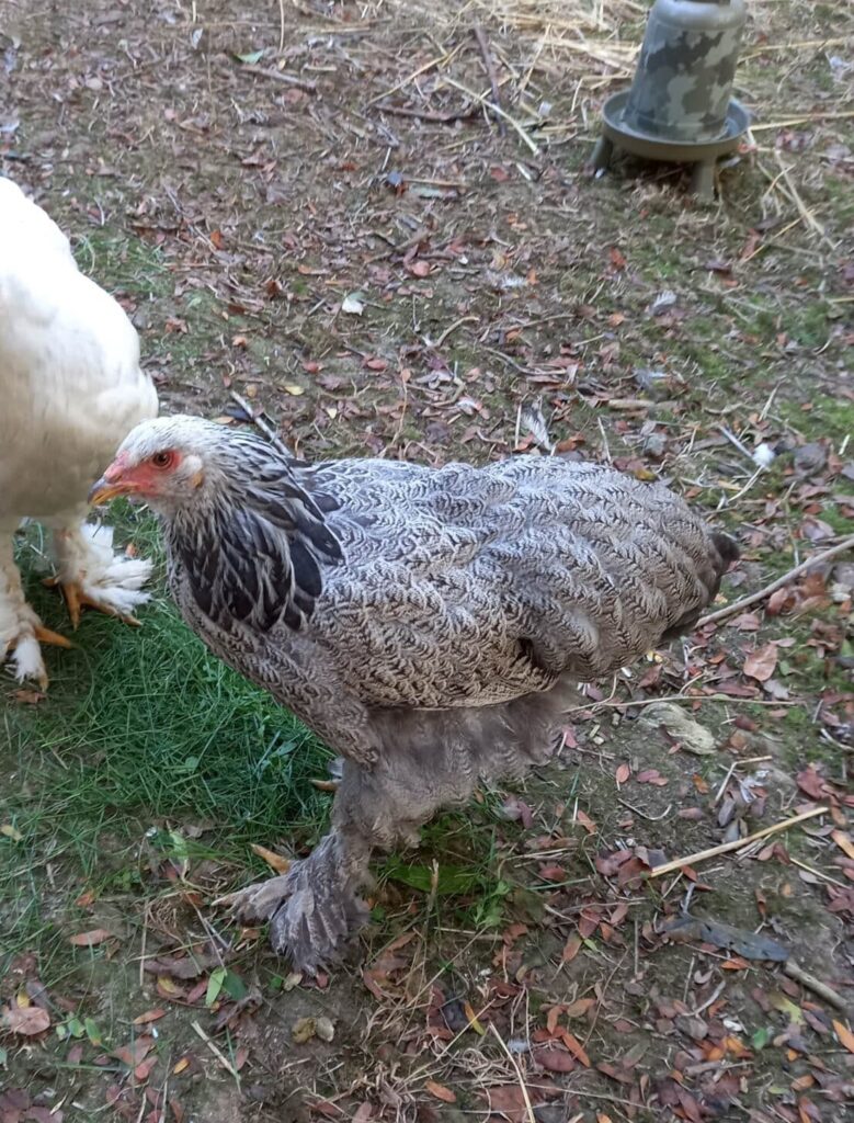 Poule pondeuse à la ferme de la Villette, Paris
