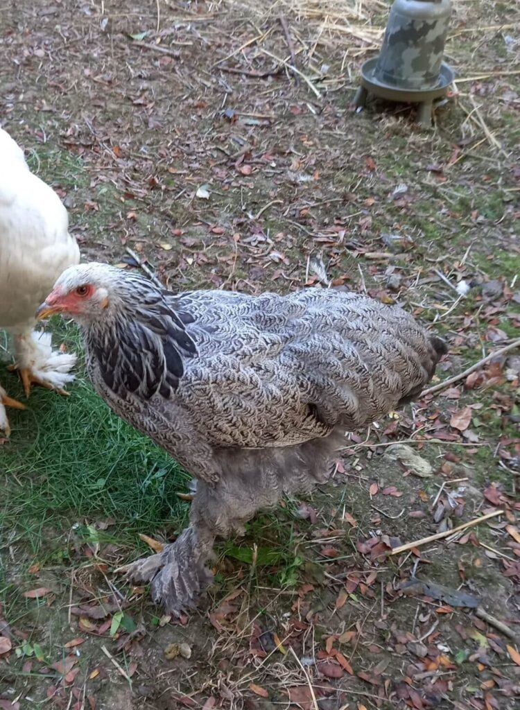 Poule pondeuse à la ferme de la Villette, Paris