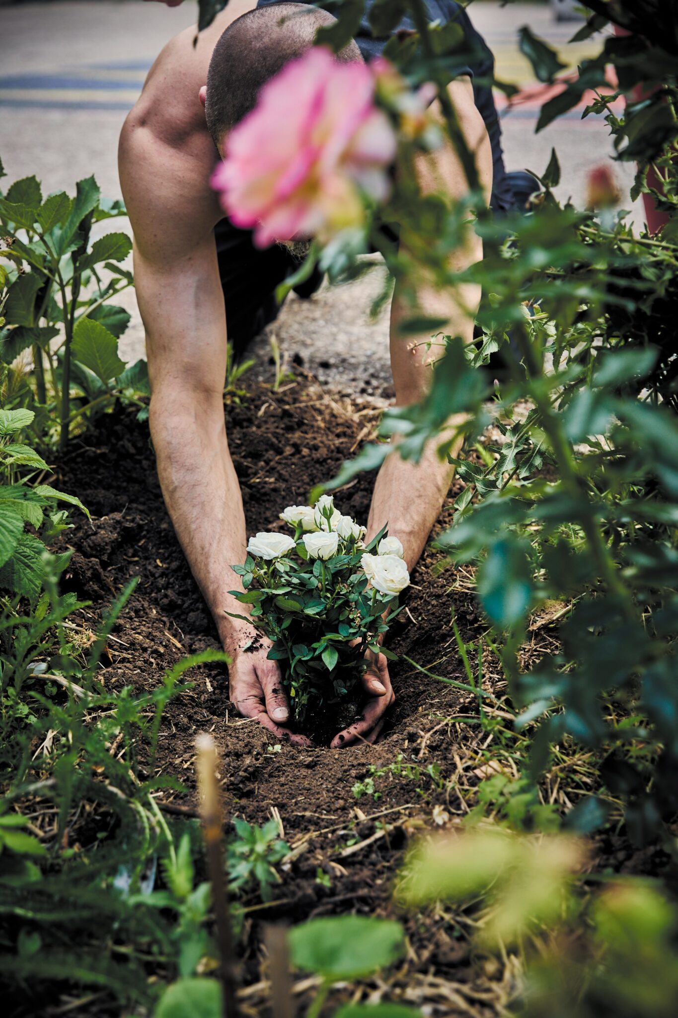 Un participant plante un petit rosier blanc dans un jardin en cours d’aménagement à la prison de La Santé.